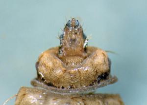 Chloromyia formosa empty puparium head, ventral