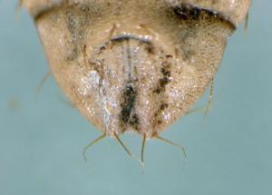 Chloromyia formosa empty puparium tail, ventral