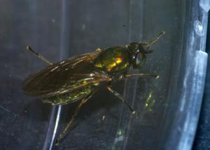 Chloromyia formosa freshly emerged female