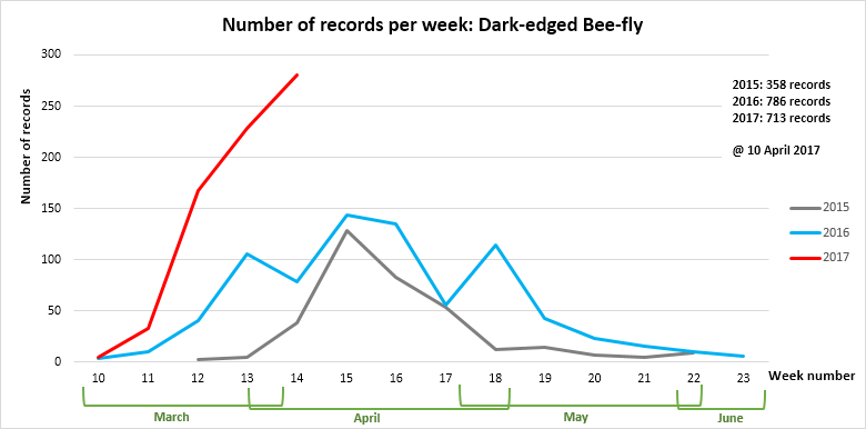 Records per week for Dark-edged Bee-fly