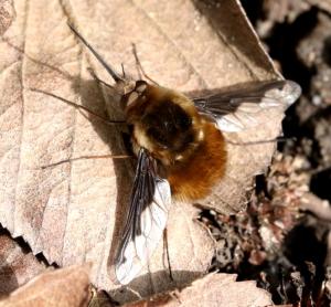 A Dark-edged Bee-fly basking in the sun in early 2023, photo by Lisa WIlliams CC0