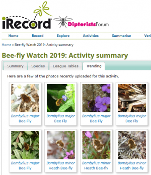 Some photos from Bee-fly Watch 2019
