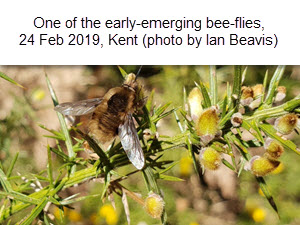 Bee-fly from 24 February, photo by Ian Beavis