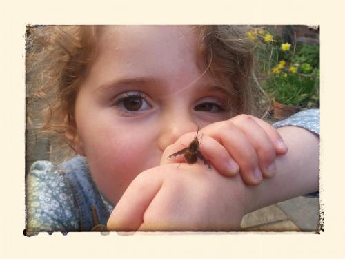 Chloe Wrench admires a Dark-edged Bee-fly (photo by Dan Wrench)