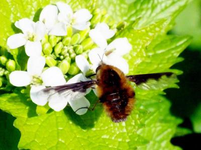 Bee-fly hovering over flower, photo by Ken Gartside