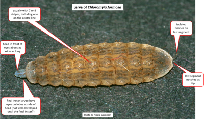 Identification features for Chloromyia formosa larvae