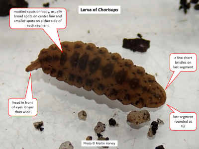 Identification features for Chorisops larvae