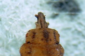 Chorisops tibialis puparium head