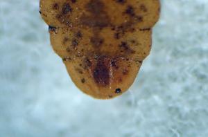 Chorisops tibialis puparium last segment