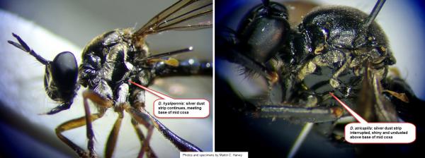 Comparison of Dioctria thoraxes