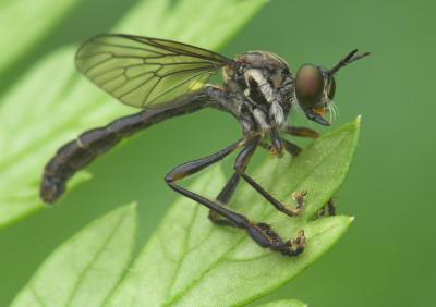 Side view of Dioctria hyalipennis by Tim Worfolk