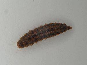 Pachygaster atra larva