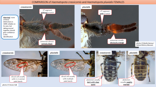 page from Haematopota horsefly identification guide