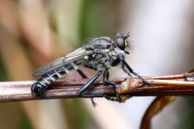 Spring Heath Robberfly, Lasiopogon cinctus