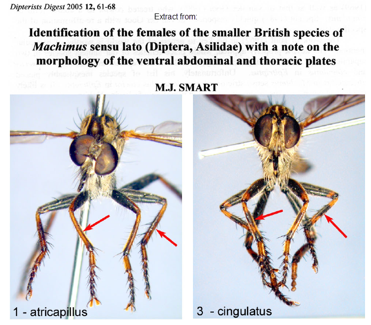 Machimus atricapillus and cingulatus images by Malcolm Smart