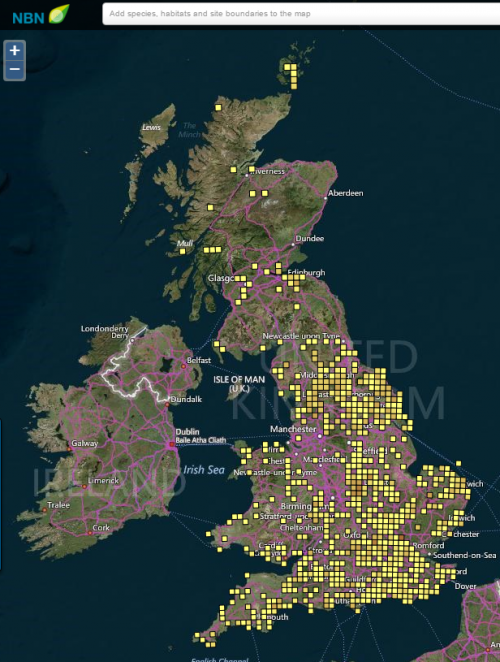 NBN species-richness map