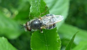 Silver Colonel soldierfly