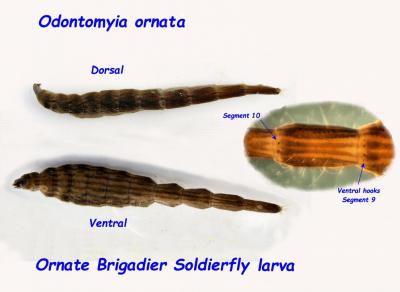 Larva of soldierfly Odontomyia ornata by Adrian Chalkley