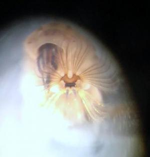 Larvae of soldierfly Oxycera morrisii