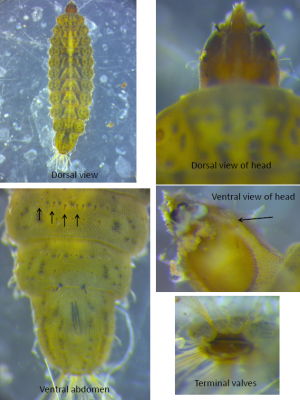Larva of soldierfly Oxycera rara