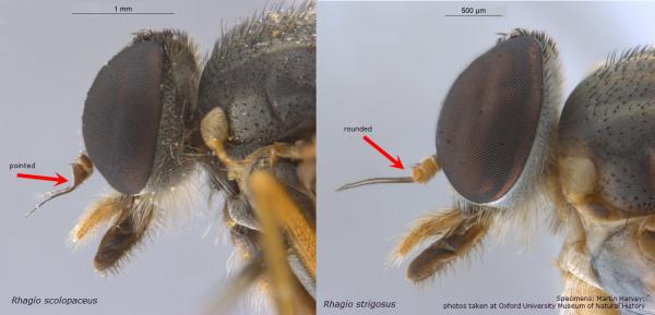 antennae of Rhagio scolopaceus and strigosus