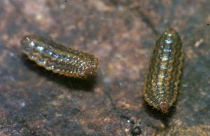 Sargus bipunctatus larvae 1