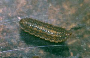 Sargus bipunctatus larvae 2