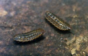 Sargus bipunctatus larvae 3