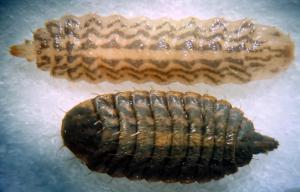 Sargus bipunctatus larvae 4