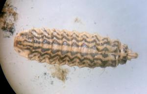 Sargus bipunctatus larvae 5