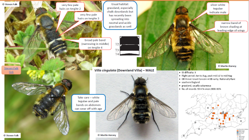 page from Villa bee-fly identification guide