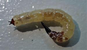larva of Xylophagus ater