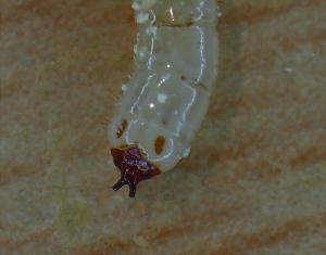 larva of Xylophagus ater