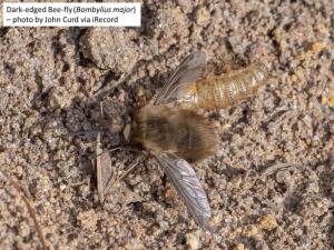 The first bee-fly of 2023 with its pupal case - photo by John Curd