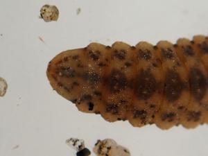 soldierfly larva possibly Chorisops
