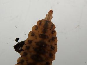 Soldierfly larva
