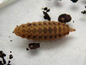 soldierfly larva possibly Chorisops