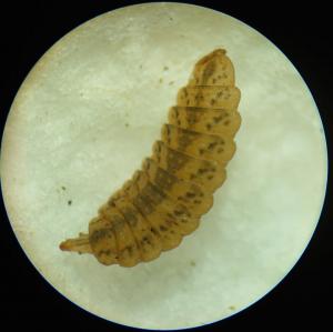 Larva of a soldierfly, possibly a species of Chorisops