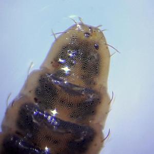 Pachygaster atra larva