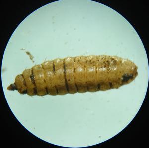 Larva of soldierfly, possibly a species of Sargus