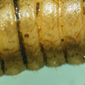 Larva of soldierfly, possibly a species of Sargus