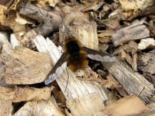 Dark-edged Bee-fly, Bombylius major, by Martin Harvey
